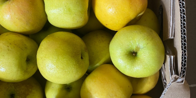 Mere golden delicious pentru procesare. Avem o cantitate de