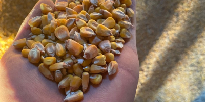 I am selling 2021 production corn, quantity 30/35 tons,