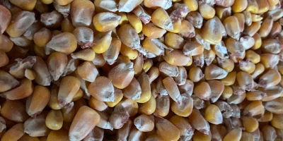 I am selling 2021 production corn, quantity 30/35 tons,