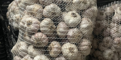 I am selling beautiful Polish garlic, seasoned. Packed in