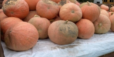 Hello. I am looking for buyers of pumpkins for