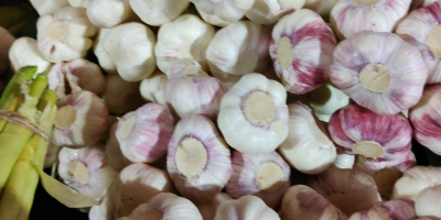 Hello. Egypt garlic for sale. Price per kg PLN