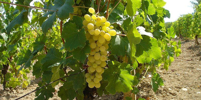 My father, who lives in Macedonia, has a wine-growing