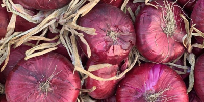 I will sell onions at good prices tel: +393332290153