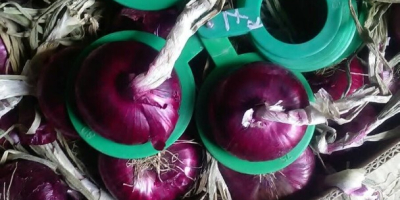 I will sell onions at good prices tel: +393332290153
