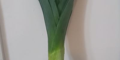 I will sell a thick leek straight from the