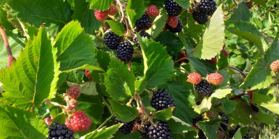 Fresh thornfree blackberries