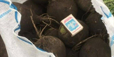 Wholesale beets for sale in large quantities. Vladyslav +48