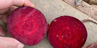Wholesale beets for sale in large quantities. Vladyslav +48