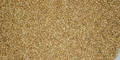 We offer to buy yellow millet from a warehouse.