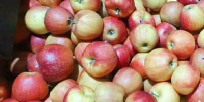 Hello, I am selling various assorted Moldovan apples, preferably