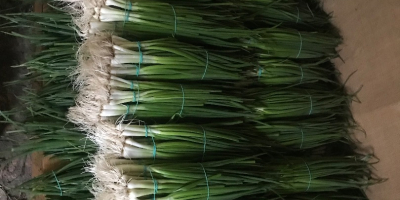 I am selling green chives from chives, the price