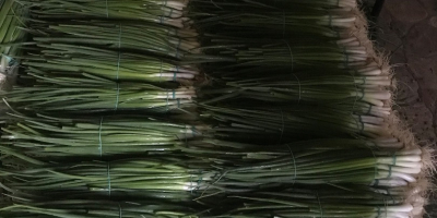 I am selling green chives from chives, the price