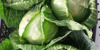 Fresh cabbage, average weight 1.2-2 kg