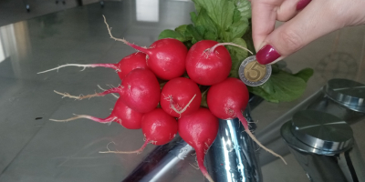 Valerie radish for sale, my own production. Price for