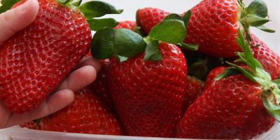 Strawberry Spain Palettenmengen direkt vom Hersteller Kontakt mit der