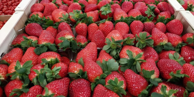 Strawberry Spain Palettenmengen direkt vom Hersteller Kontakt mit der
