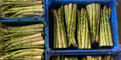 Sale of white and green asparagus. Pallet quantities. Bundled
