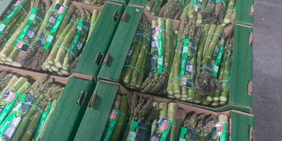 Sale of white and green asparagus. Pallet quantities. Bundled