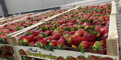 Erdbeeren von Albani. GLOBAL GAP-Zertifikat. Verpackung: 9 Plastikbehälter in