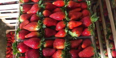 Erdbeeren von Albani. GLOBAL GAP-Zertifikat. Verpackung: 9 Plastikbehälter in