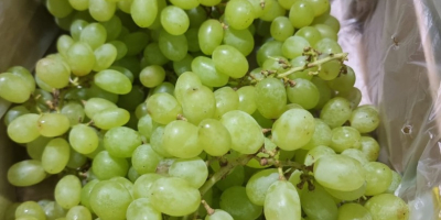 I will sell Grapes for juices, preserves, alcohols, etc.