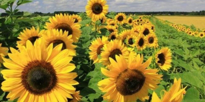 Decorative sunflower flowers for sale. I am the producer.