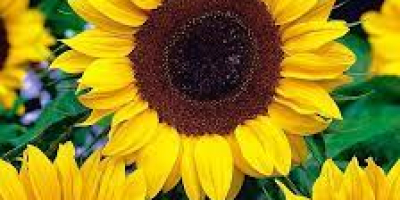 Decorative sunflower flowers for sale. I am the producer.