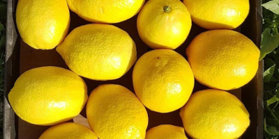 vi presentiamo il nostro prodotto biologico eureka yelow lime