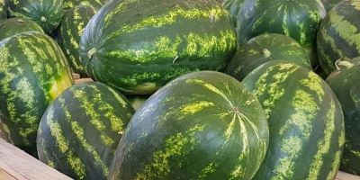watermelon in 550kg wooden boxes for export from morocco