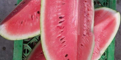 watermelon in 550kg wooden boxes for export from morocco