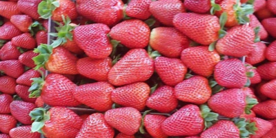 Saftige Erdbeeren aus Griechenland Karton 5 kg Preis 1,65