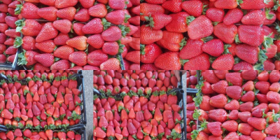 Saftige Erdbeeren aus Griechenland Karton 5 kg Preis 1,65