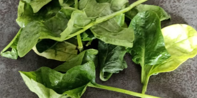 la vendita di spinaci, specie dallas al bravo nella