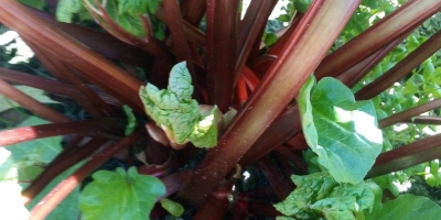 Hello, I am selling rhubarb available now. Cut to