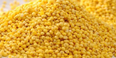 I am selling yellow millet. Cleanliness up to 98.5%,