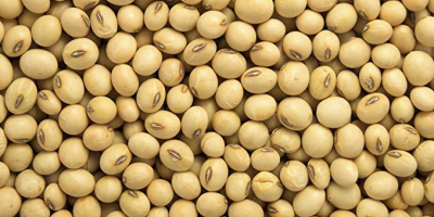 Premium Quality Soybean Seed at Wholesale Price We are