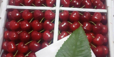 Sweet cherry from Uzbekistan. Delivery time: From 01/06/2022 untill