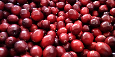 I will sell fresh large-fruited cranberries with a NM