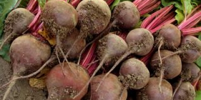 A cannery buys 50 tons of red beets. tel.0889066677