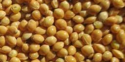 Yellow Millet Origin Ukraine crop 2021 available large stock
