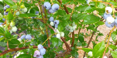 I will have blueberry from a small growing plantation