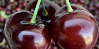 Bigaro Burlat and Van Cherries for sale - super