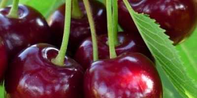 Bigaro Burlat and Van Cherries for sale - super