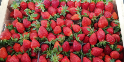 Victoria Erdbeeren zu verkaufen. Verpackt in Käfigen von 5