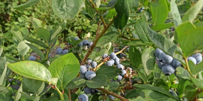 I am selling blueberries from July to September, five