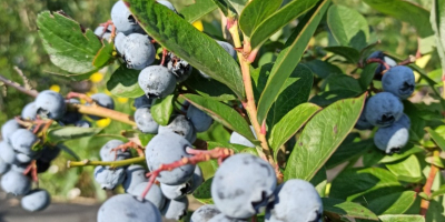 I am selling blueberries from July to September, five