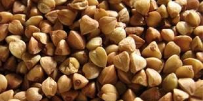 Buckwheat seeds wholesale. We sell buckwheat seed on a