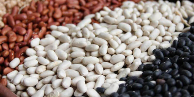 The company buys beans for processing. Any varieties and