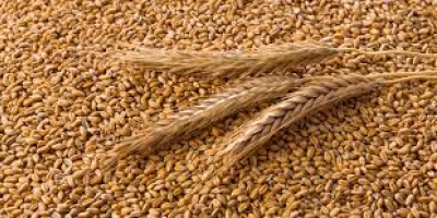 Sale of Ukrainian cereal products in large quantities: corn